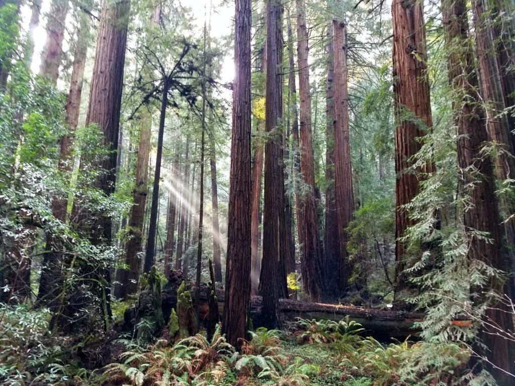 Muir Woods National Monument