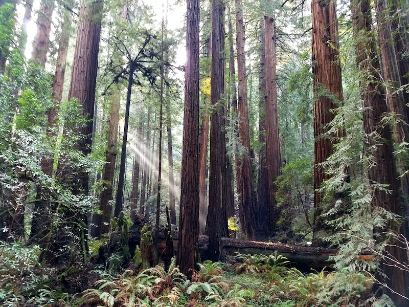 What to do in One Day in San Francisco - Visit Muir Woods