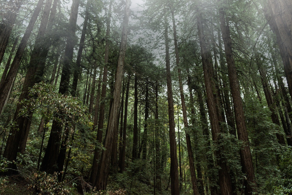 Muir Woods