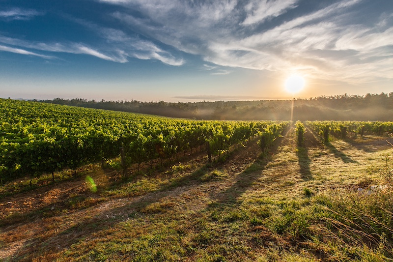 California Wine Country Vineyards