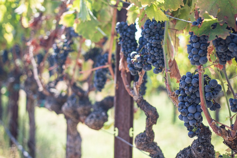 Sonoma Valley Grapes in Vineyard