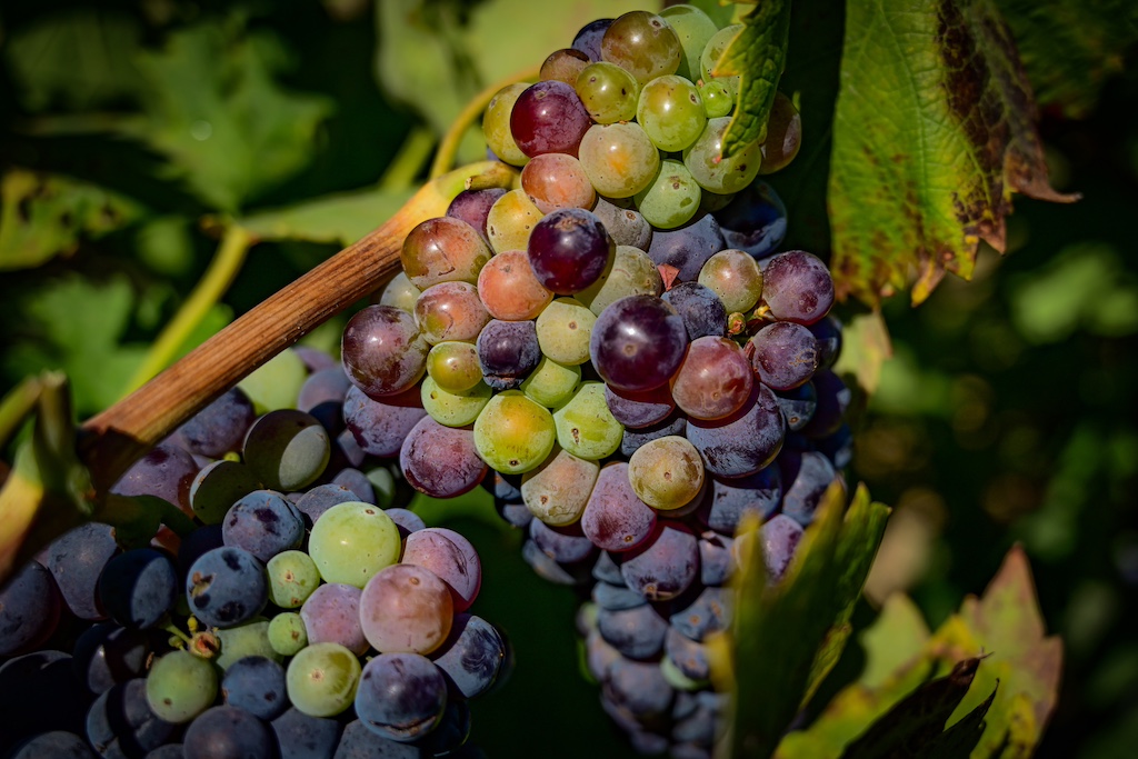 Wine Country Tours from San Francisco: Unveiling the Best Vineyard Escapes