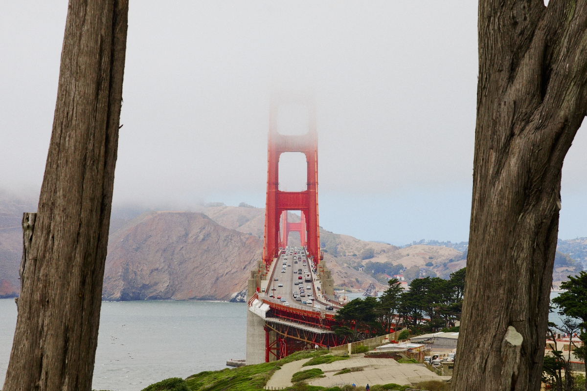 Golden Gate Bridge partially covered in fog with traffic, framed by tree trunks and Marin Headlands hills