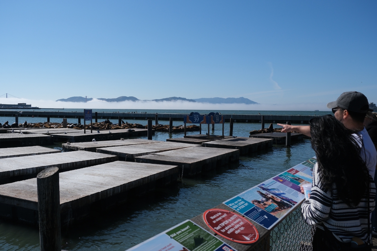 Wooden dock platforms at Fisherman's Wharf with sea lions and fog-covered islands in San Francisco Bay
