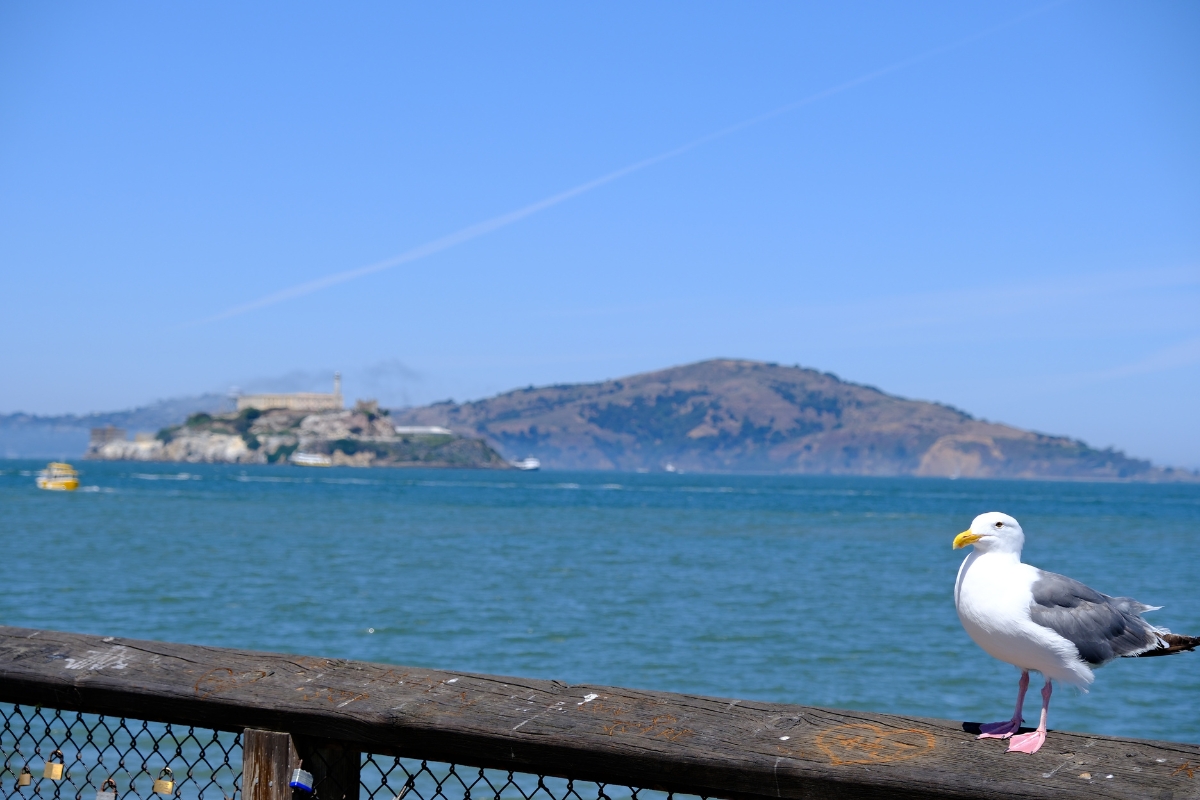 Seagull perched on wooden railing with Alcatraz Island and Angel Island visible across San Francisco Bay