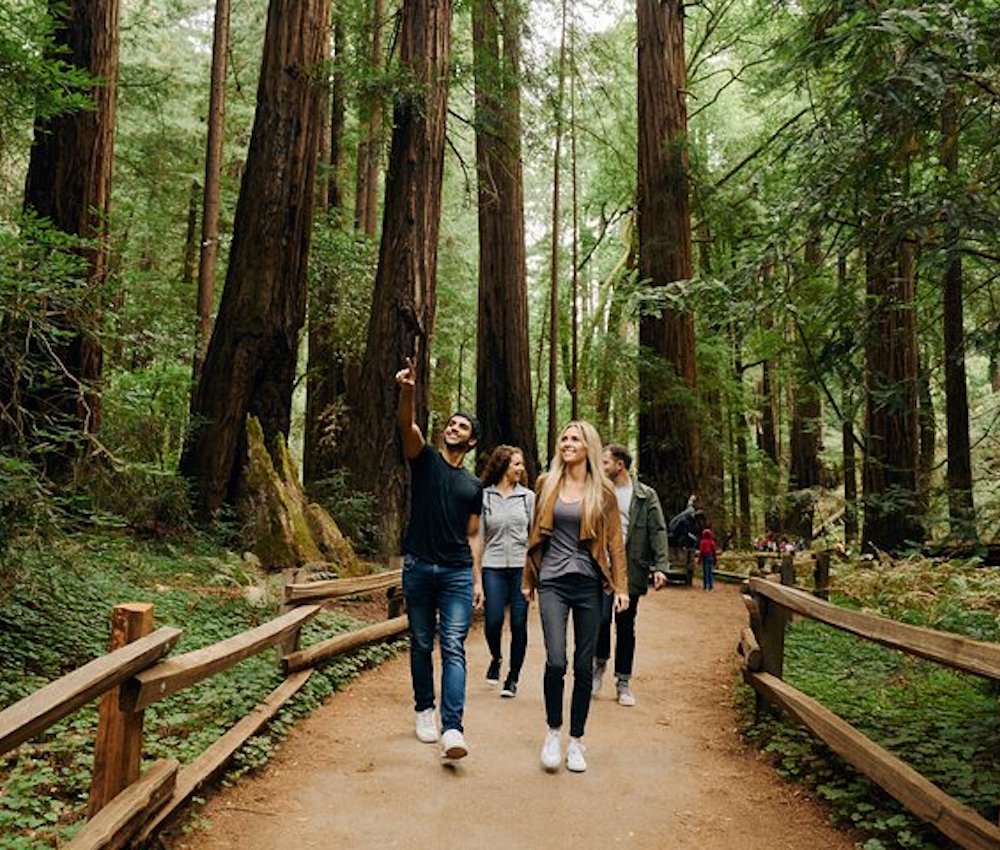 Dylan's Famous Tour with Muir Woods