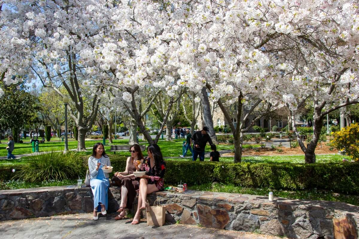 Women enjoying picnic beneath blooming cherry trees in California wine country park with white blossoms in full bloom.