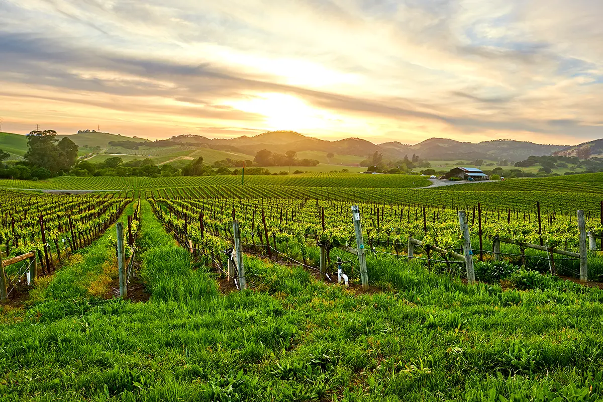 Beautiful sunset over a Napa Valley vineyard with rows of grapevines and rolling hills bathed in warm golden light