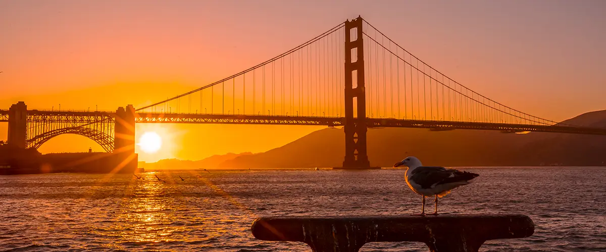 Golden Gate Bridge at sunrise with a seagull flying in front of the orange sky