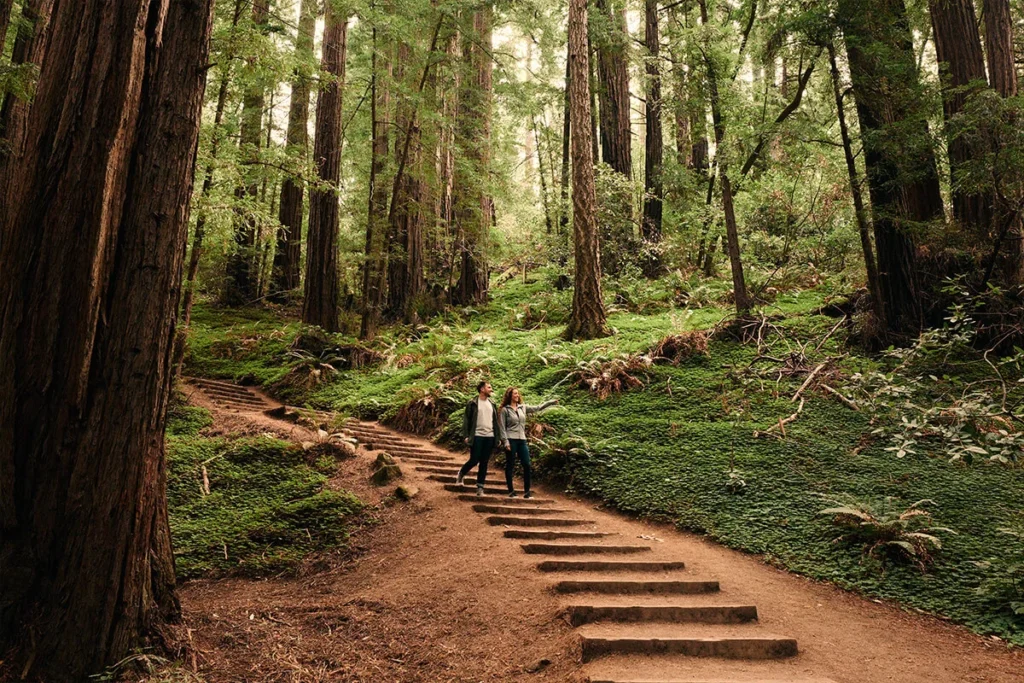 Couple walking down wooden stairs surrounded by redwoods in Muir Woods National Monument