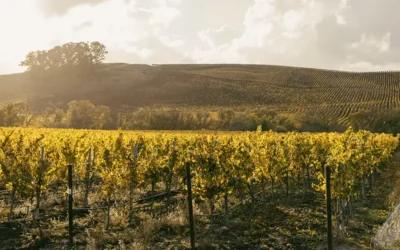 From Fall Color to Scenic Wineries: 10 Epic Reasons to Visit Napa Valley and Sonoma in Fall