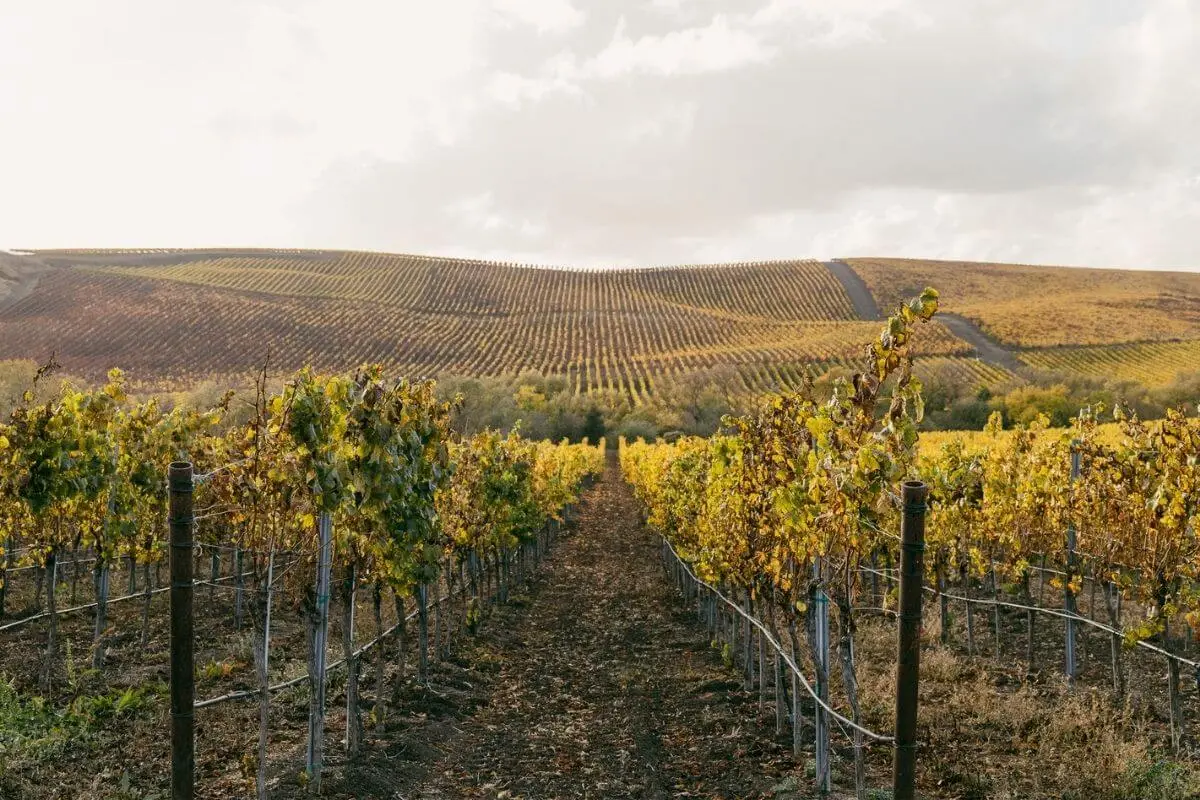 Rows of grapevines in a vineyard stretch across rolling hills covered in golden autumn foliage under a partly cloudy sky, capturing the peaceful atmosphere of wine country during harvest season.