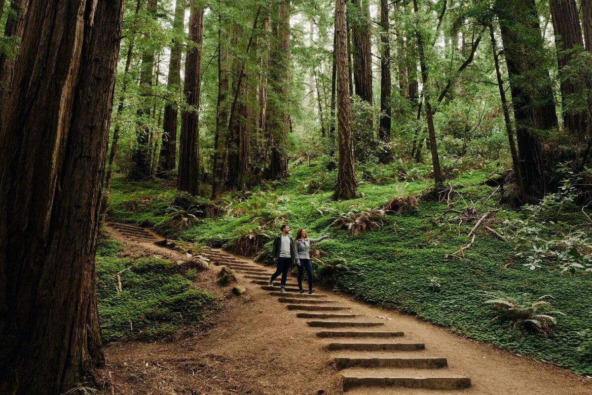 Couple hiking along a forest trail surrounded by towering redwood trees in Muir Woods National Monument