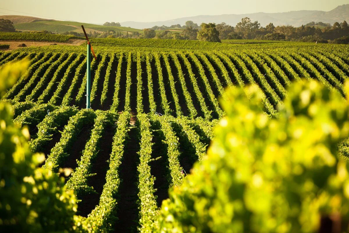 Wide view of green vineyard rows stretching across Napa Valley hills during golden hour with distant mountains in the background