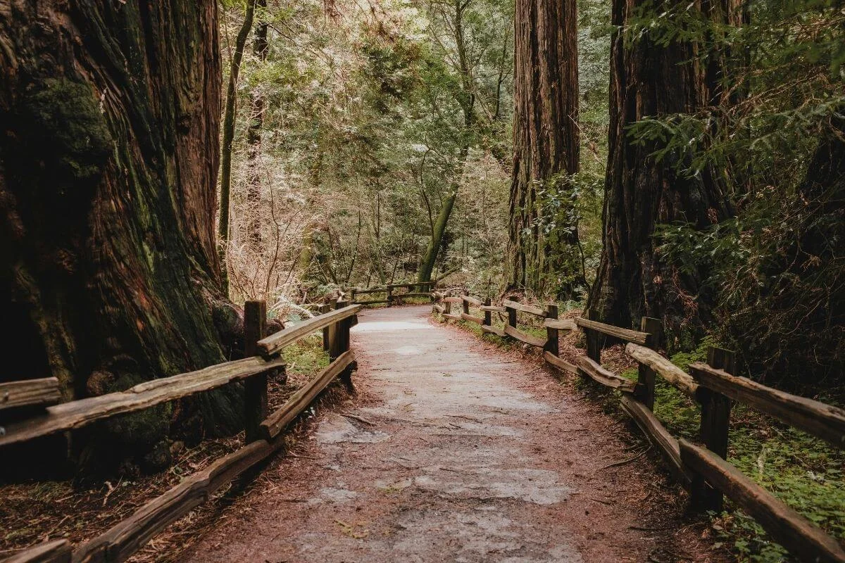 Peaceful walking path surrounded by towering redwood trees and wooden railings in Muir Woods National Monument, California.