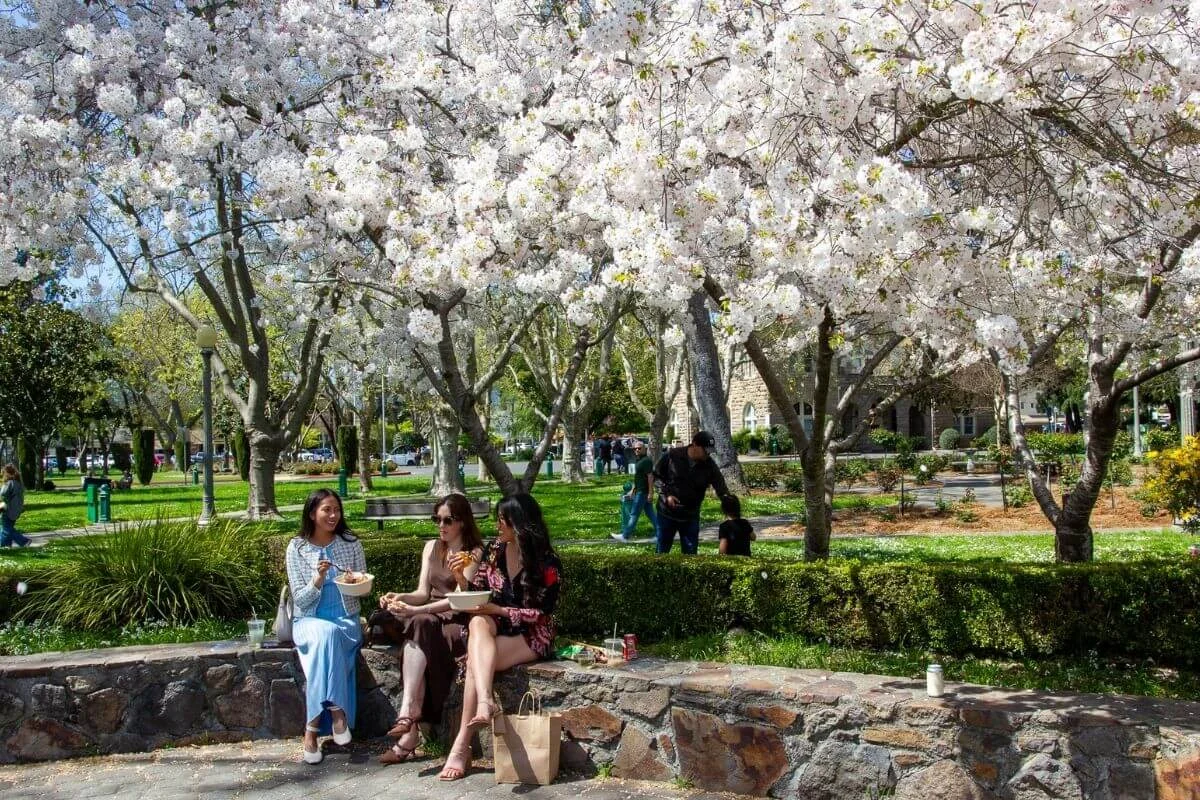 Three women sitting on a stone ledge eating lunch under blooming white cherry blossom trees in a sunny public park