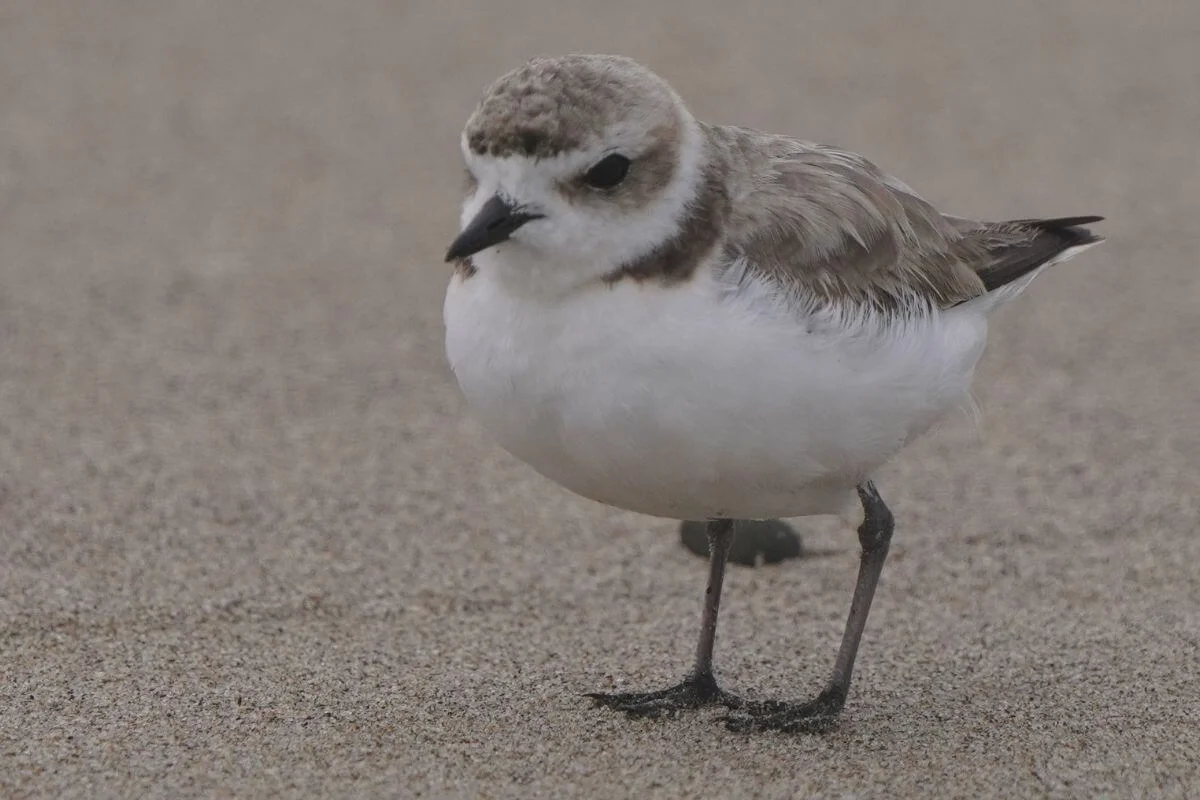A close-up of a small Western Snowy Plover with brown and white plumage standing on the flat sandy beach at Ocean Beach, San Francisco.