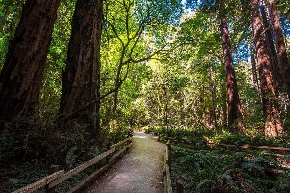 Walking trail through Muir Woods National Monument redwood forest