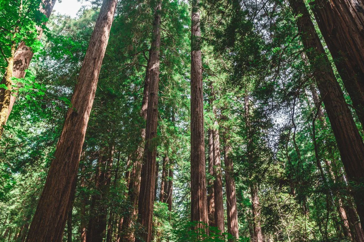 Low angle view looking up at massive redwood tree trunks and green canopy at Muir Woods