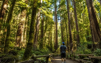 How to See Muir Woods and Alcatraz in One Day
