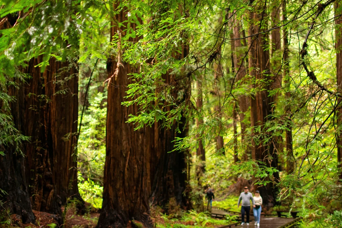 A couple walking along a wooden boardwalk trail surrounded by massive, tall redwood trees and lush green forest foliage.