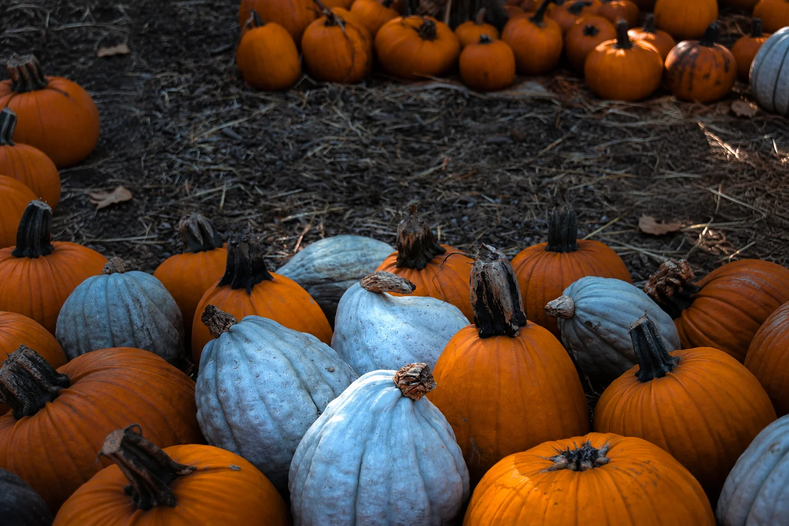High-angle shot of orange, pale blue, and white pumpkins scattered on straw-covered ground at an autumn pumpkin patch.